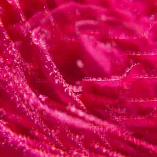 Rose Gel Douche Bienfaisant