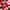 Gingembre Rouge Lait Corps Bienfaisant