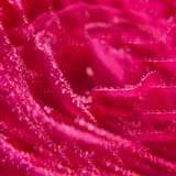 Rose Gel Douche Bienfaisant
